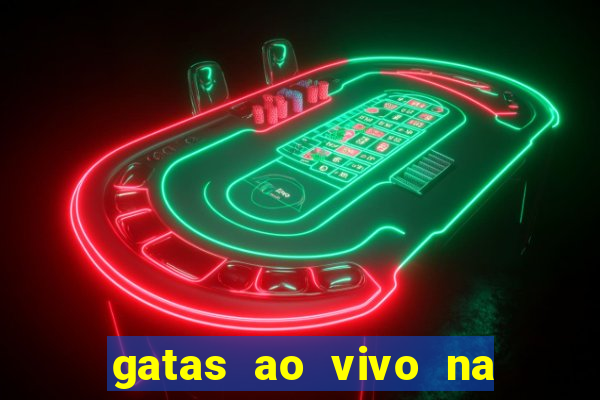 gatas ao vivo na web cam